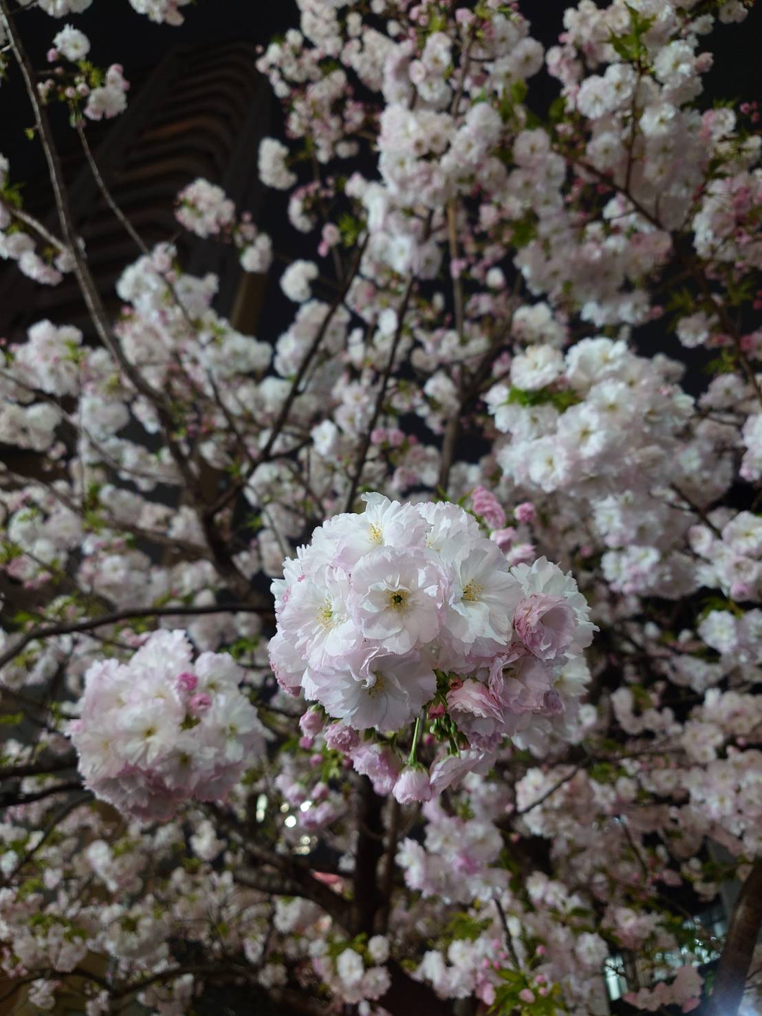 八重桜とつつじも綺麗でした！