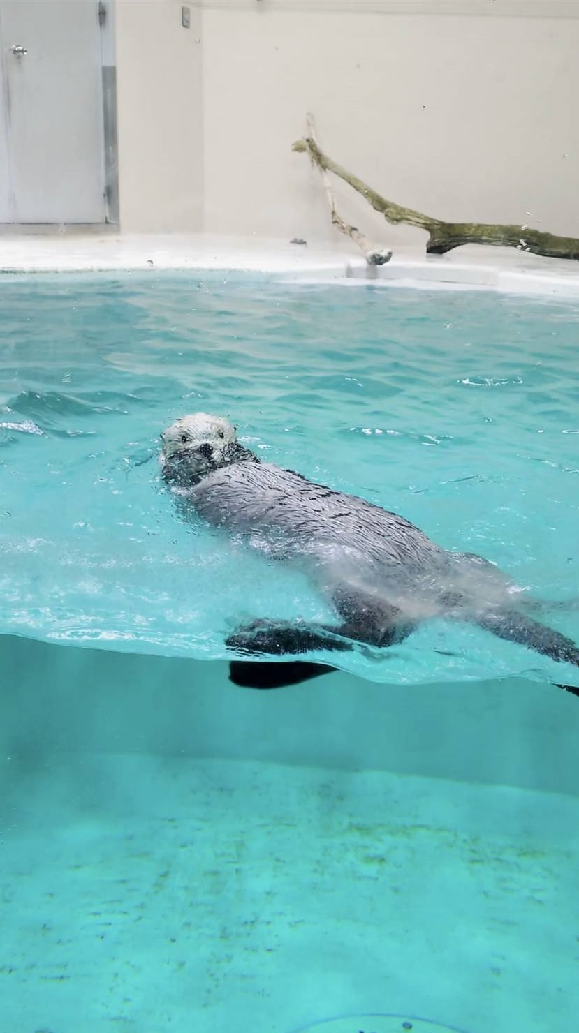 鳥羽水族館に行ってきました!