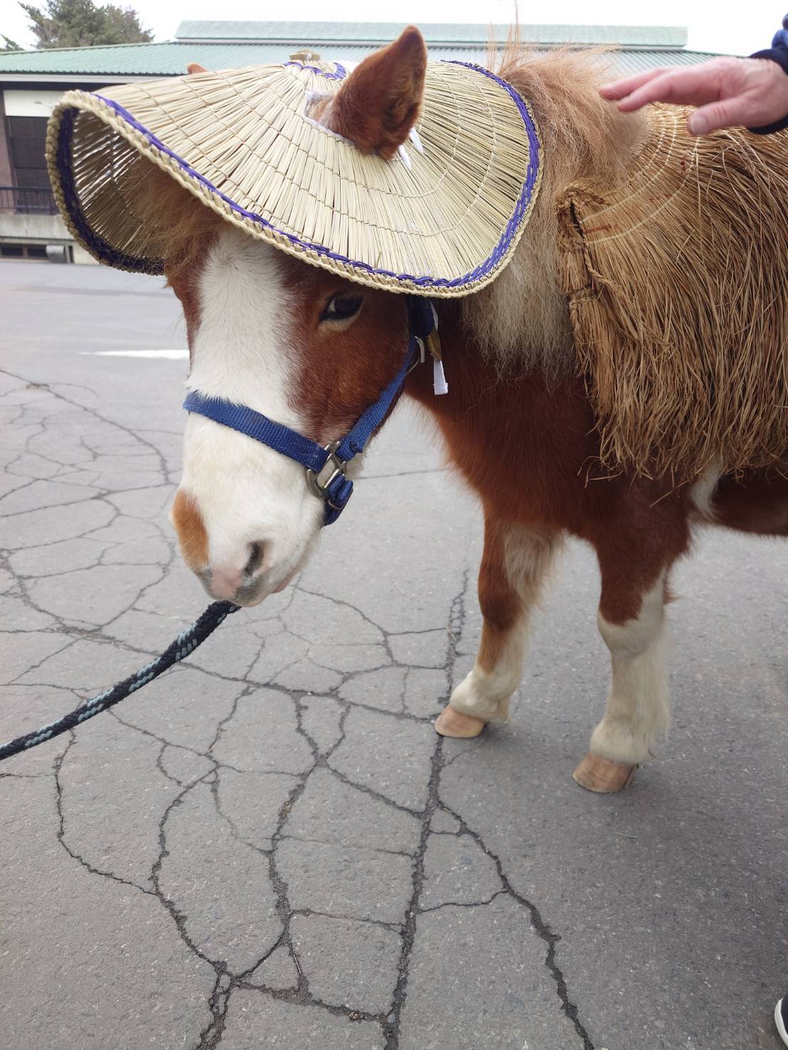 ふたたび青森屋に行ってきました！